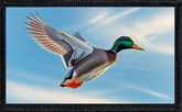 Flying Mallard
