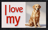 I Love My Golden Labrador